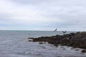 A perfect pair of puffins