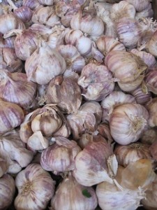 Violet Garlic