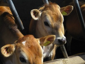 Lovely Jersey Ladies