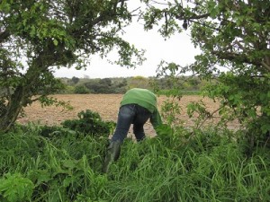 Persusing some abandoned Jersey Royals