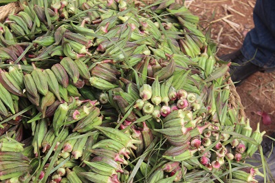 Pretty bunches of okra