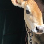 Shy calf