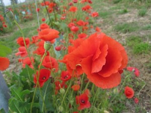 Wild poppies