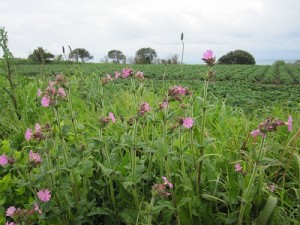 Wildflowers, potatoes and the sea beyond