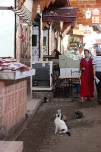 Beware the market cats of Fes - they will kill you for that piece of meat