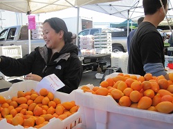 Ferry Market Idio Mandarinquat Sales Lady