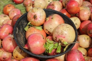 Juicy golden pomegranates