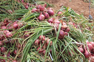 Mountains of onions