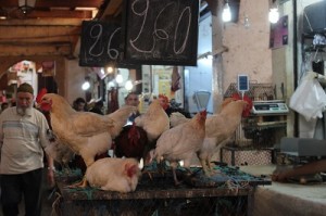 Prettiest chickens in Fes