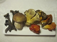 image of Mushroom varieties at Al Casin Gamba, in Altissimo Chiampo, Italy